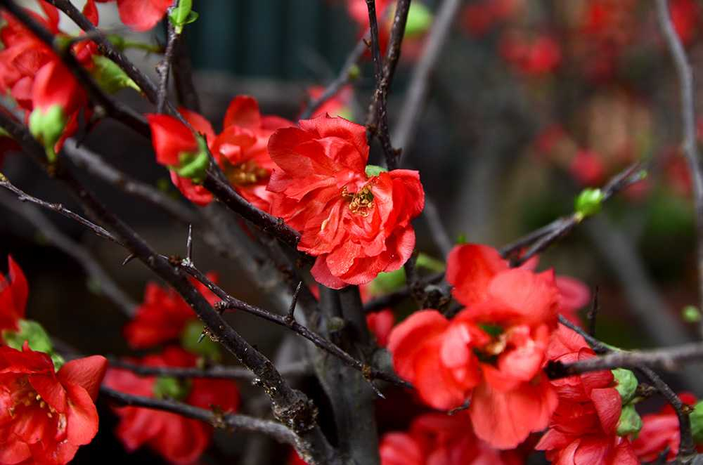 The Red Apricot Blossom has five petals ,with the meaning of propensity and luck